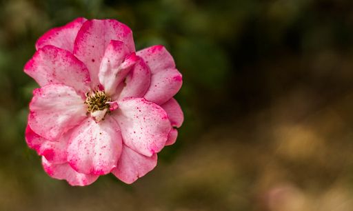 Nancy Sue Martin's obituary image