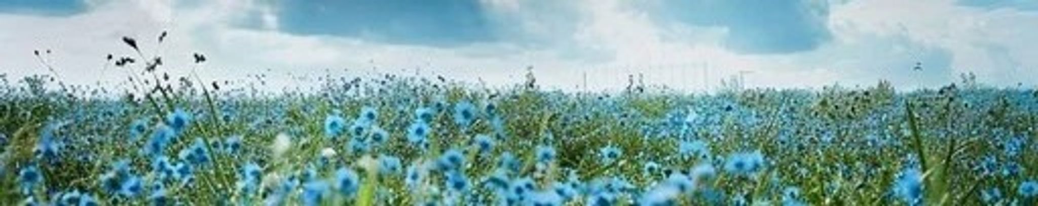 Cover for Nancy Ann Sedlak's Obituary