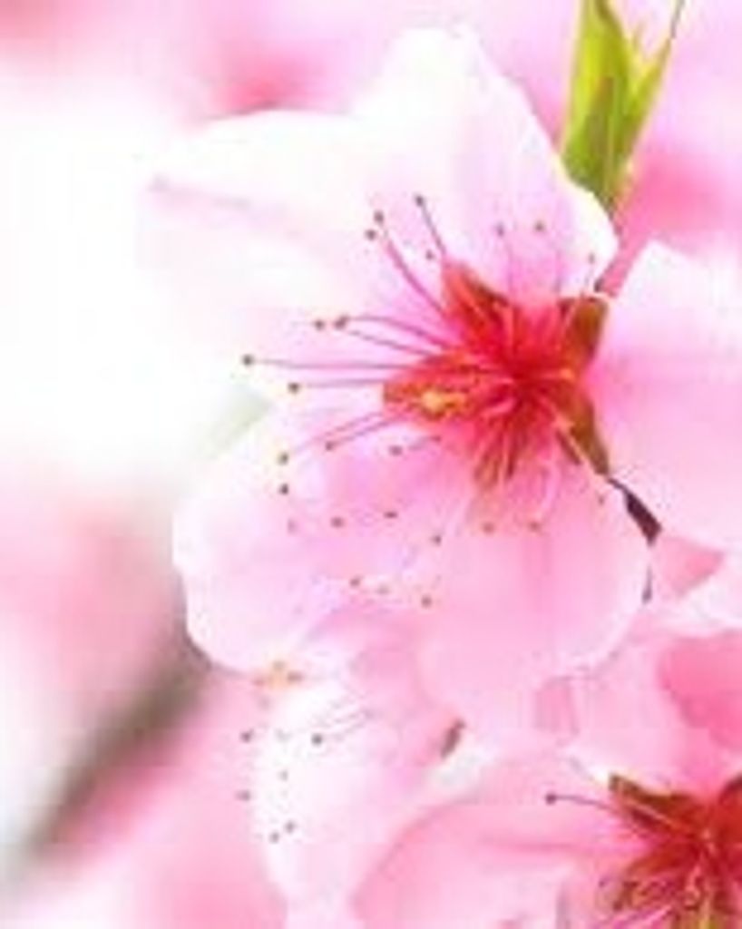 June A. Snavely Profile Photo