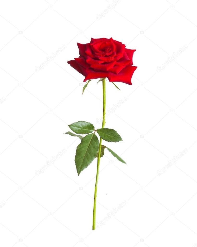 Nancy Ann Boysen Profile Photo