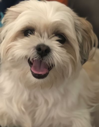 Little Cotray Ruiz Profile Photo