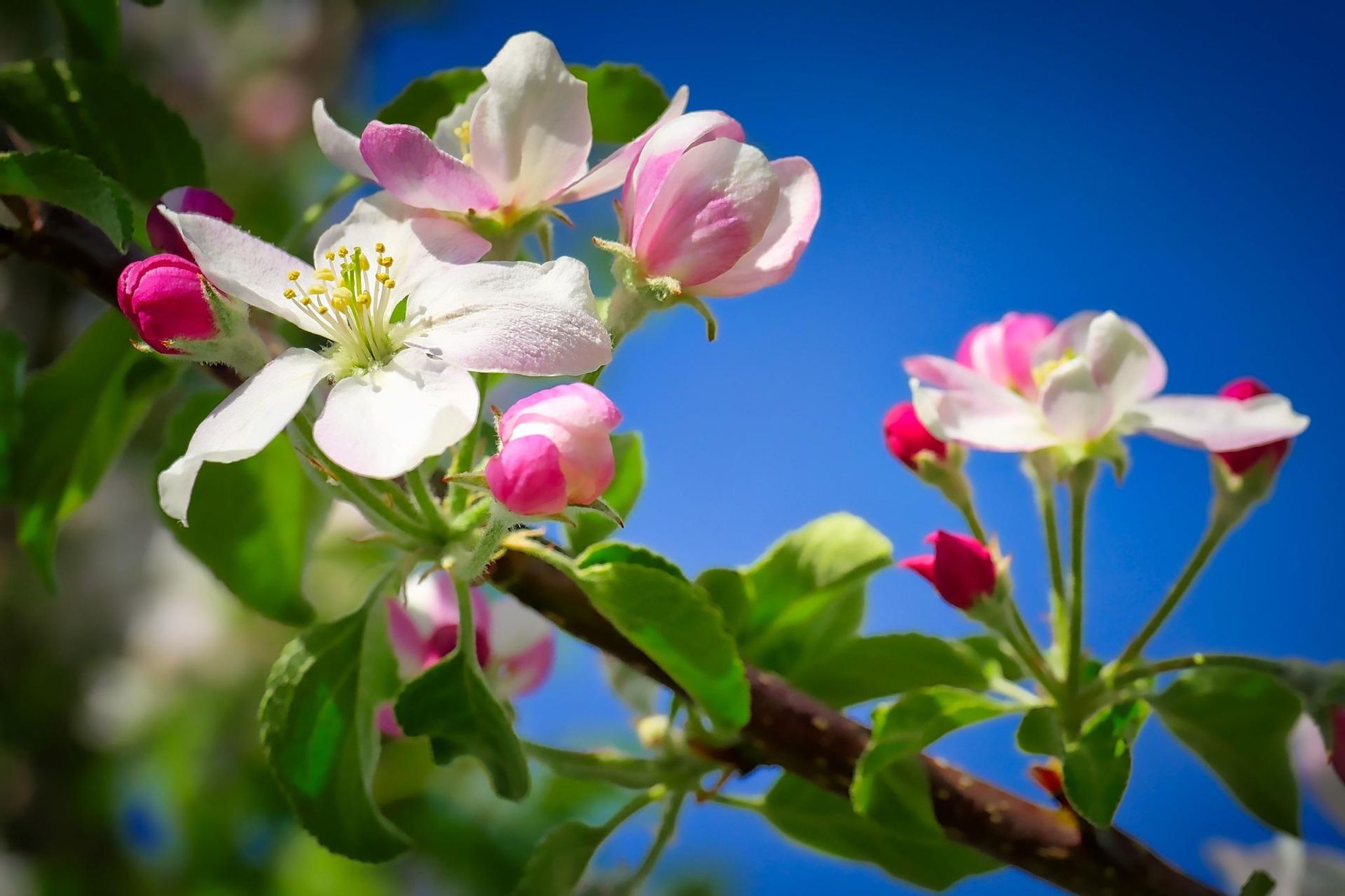Cover for Eleanor R. Wright's Obituary