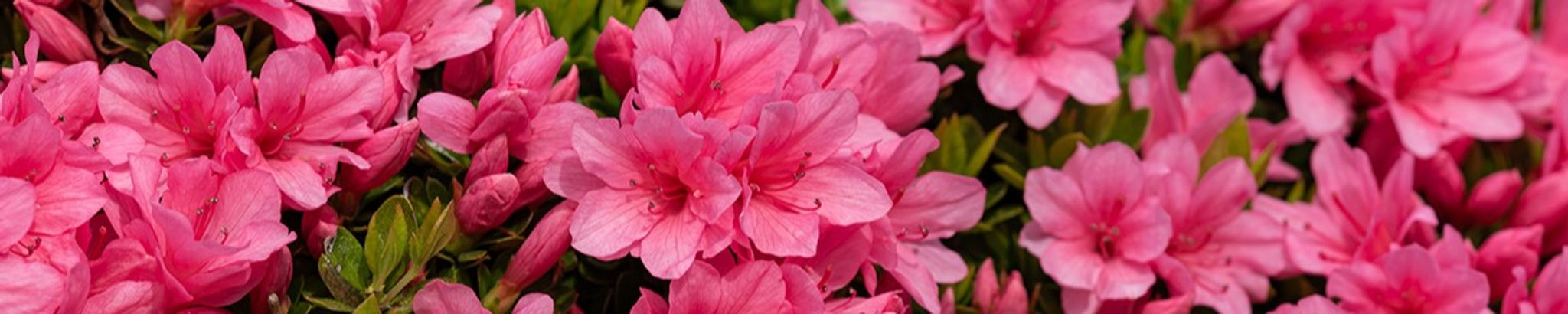 Cover photo for Janice Nesbitt's Obituary