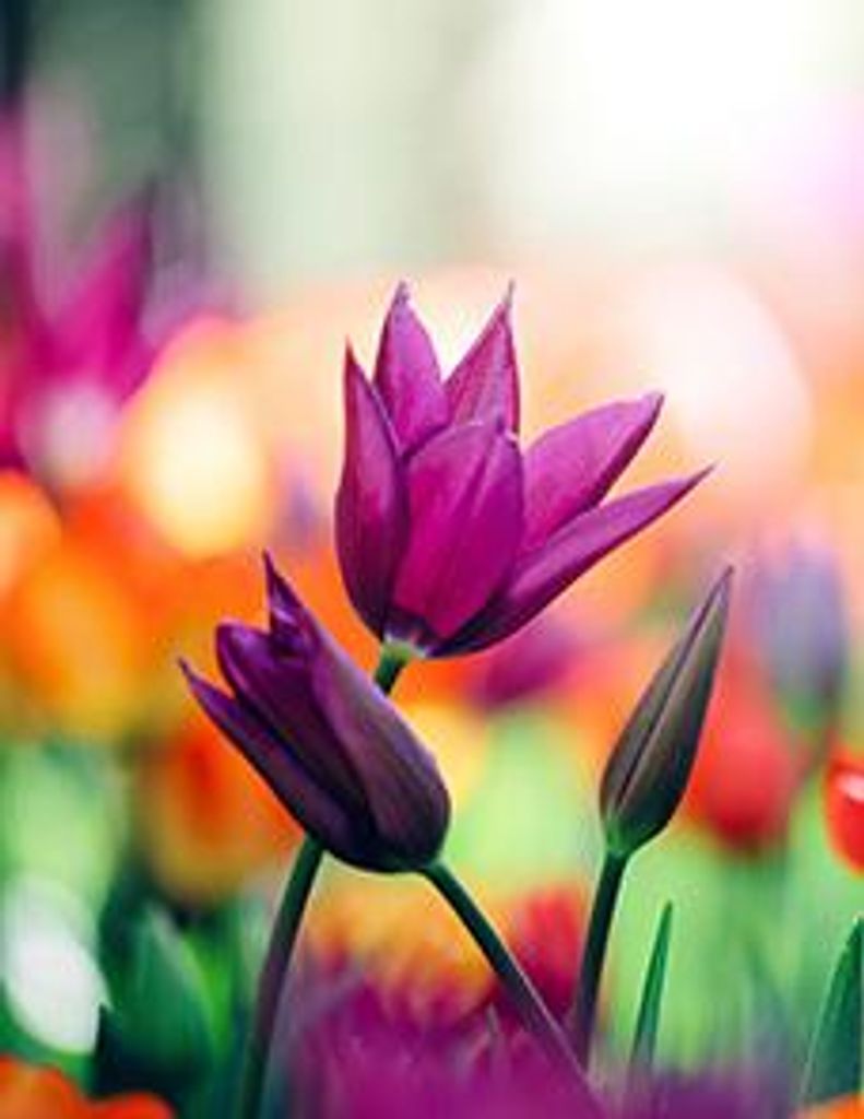 Amparo M. Gonzalez Profile Photo