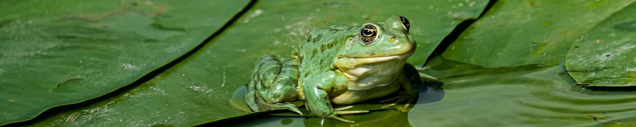 Cover for James Thomas Vinson's Obituary