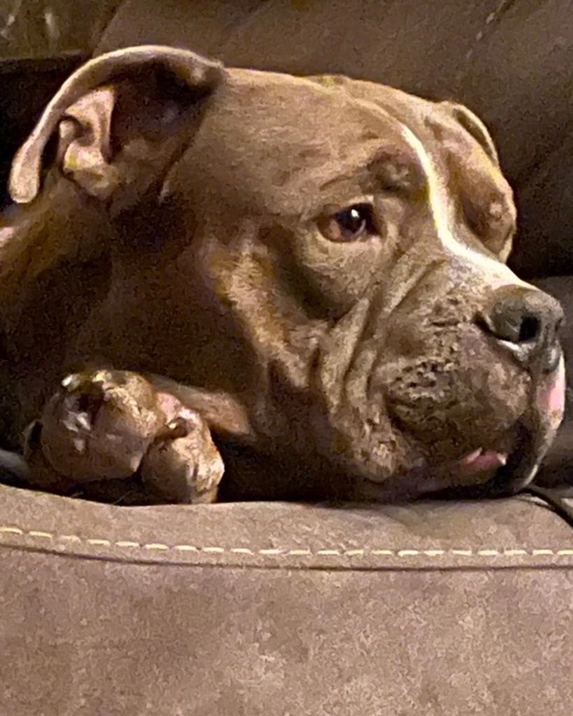 Laid Back Jack Boedigheimer Profile Photo