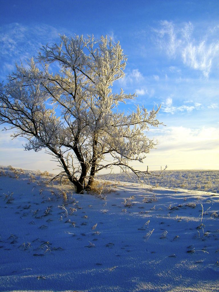 Robert C. "Bob" Wolfe Profile Photo