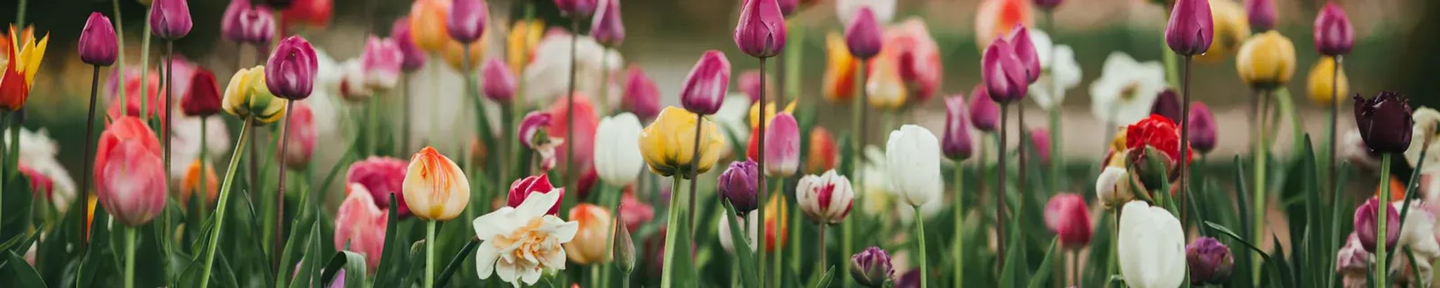 Cover for Lois Wustefeld's Obituary