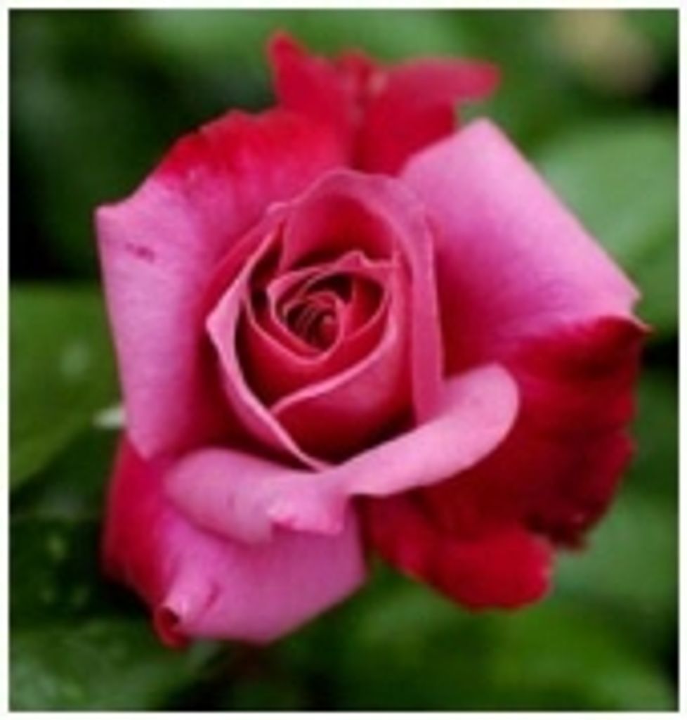 Suzanne  Long Rogers