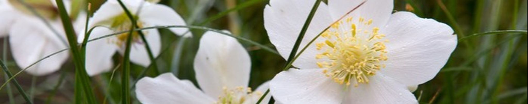 Cover photo for Valerie Jolly's Obituary