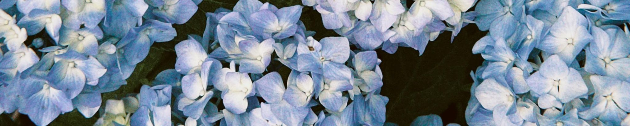 Cover for Diane Lenore Story's Obituary