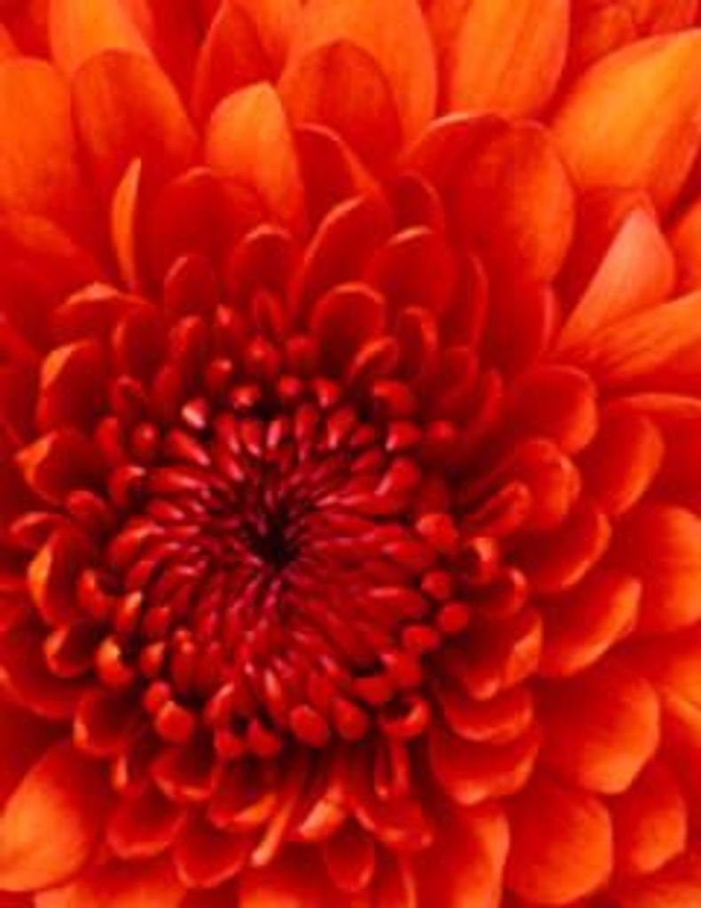 Carol Pledger Profile Photo