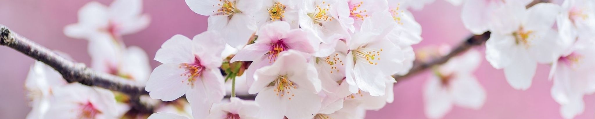 Cover for Raelene Faye Hardin's Obituary