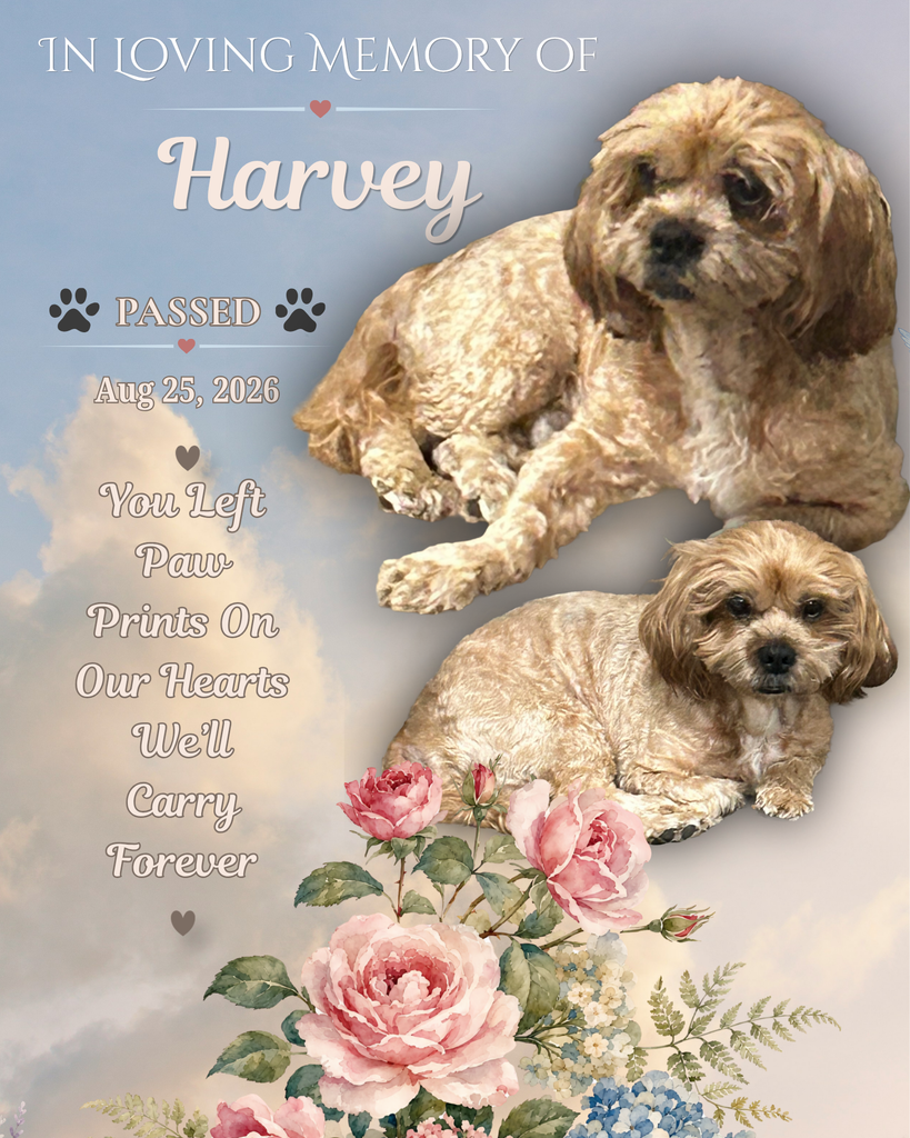 Harvey Profile Photo