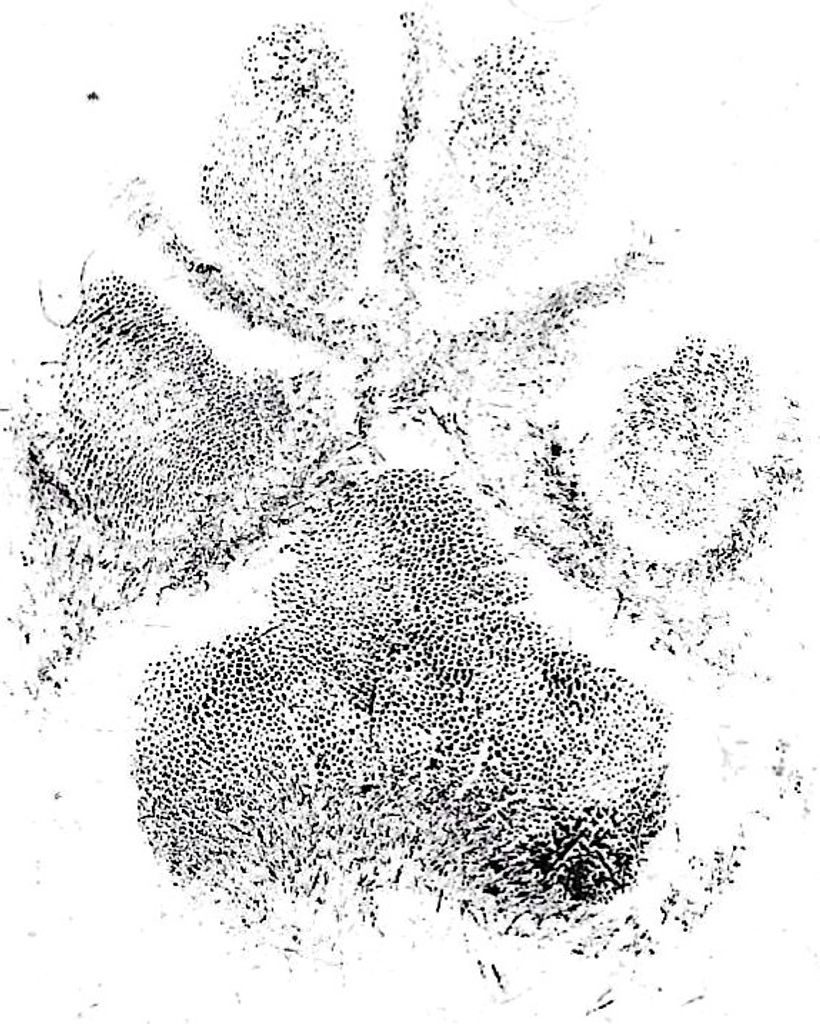 Muffin Evans Profile Photo