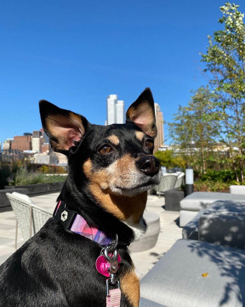 Mitzi Ann Dorning Profile Photo