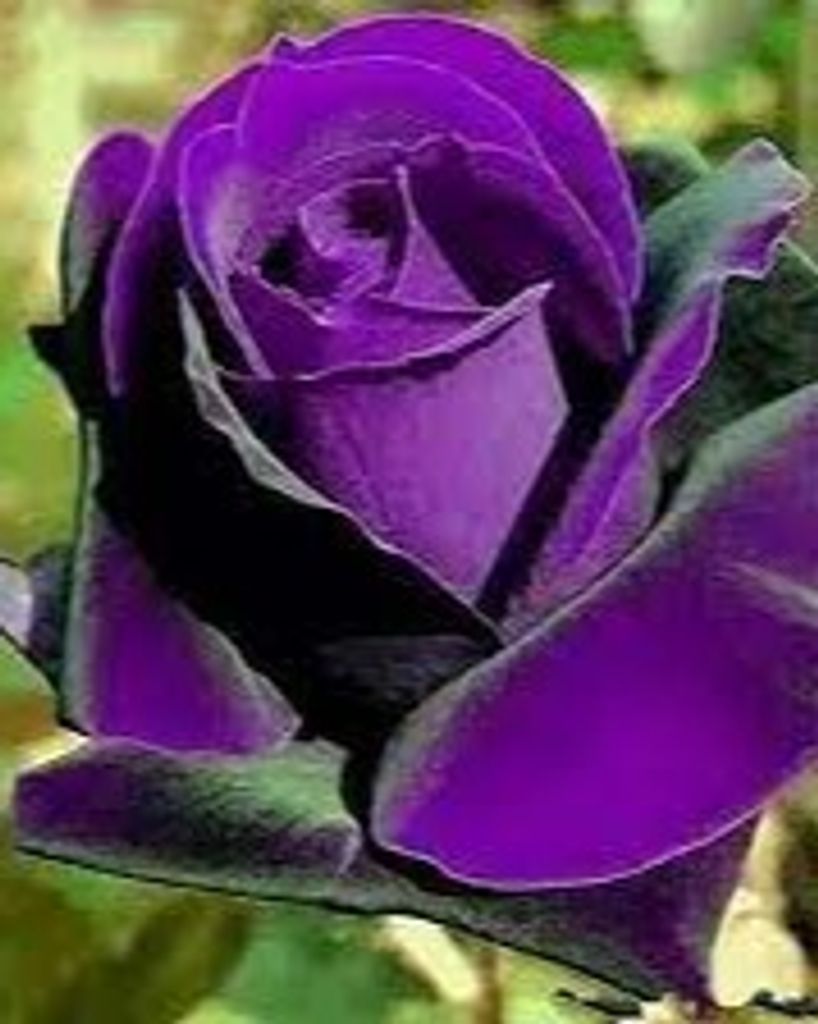 Venancia Molina Profile Photo