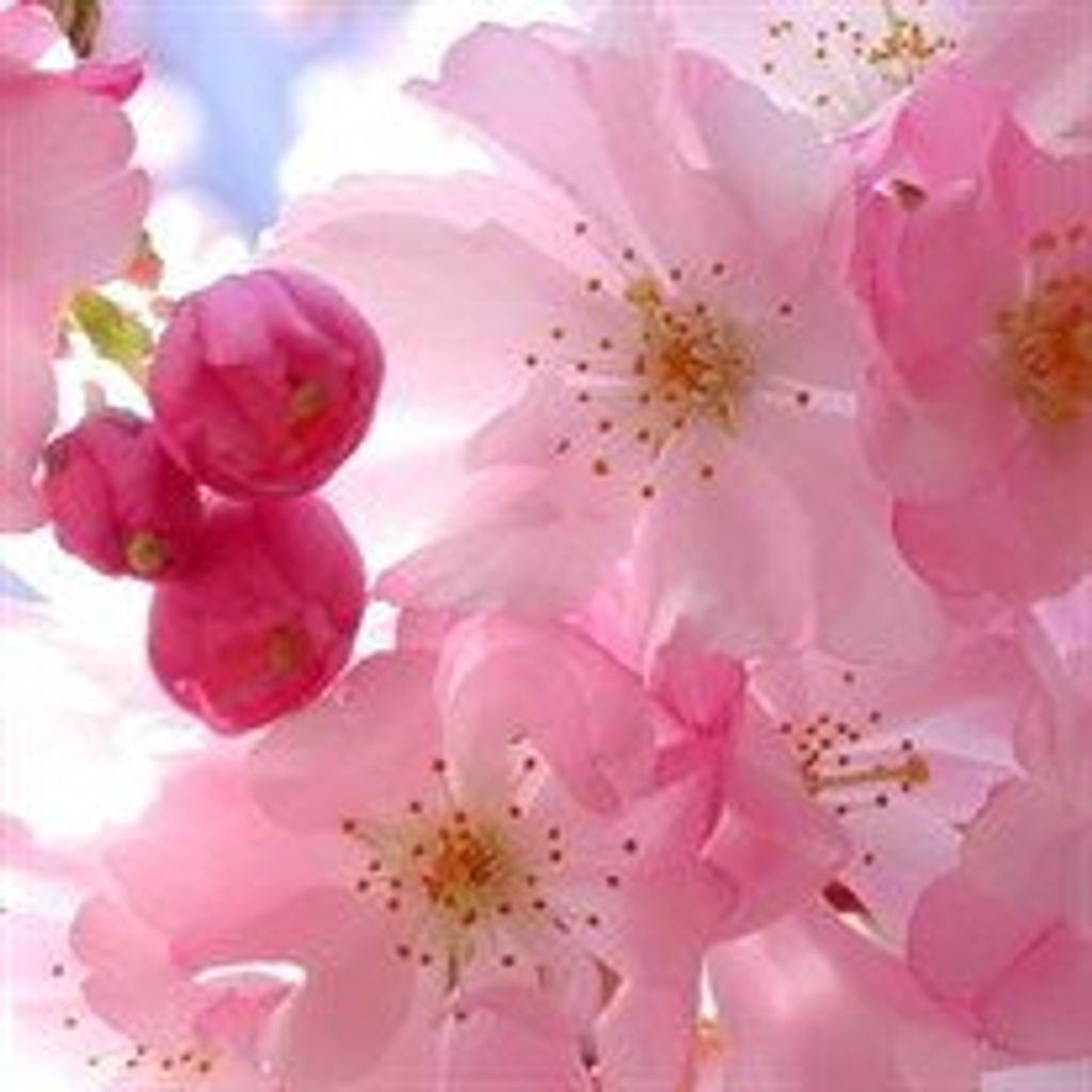 Tillie  Rebecca Singer