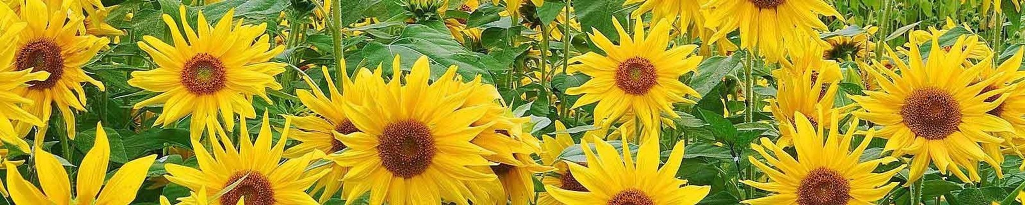 Cover photo for Maxine Isabel Arthur (nee Lynch)'s Obituary