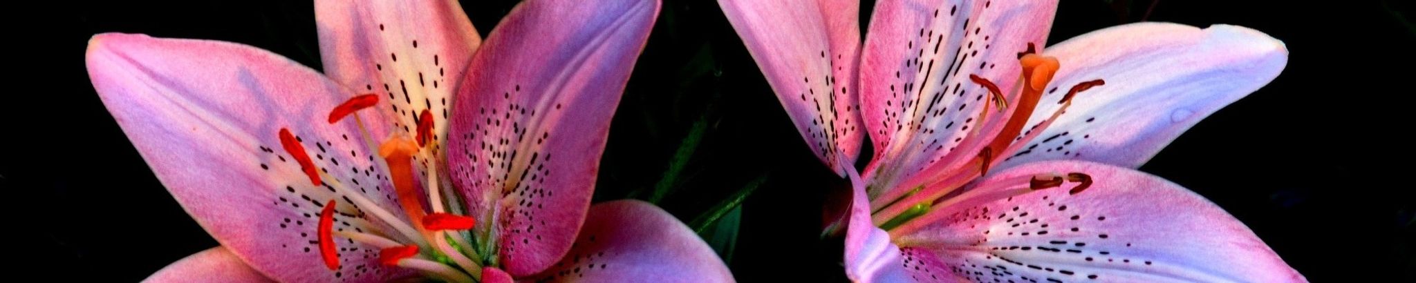 Cover photo for Lillian "Lili" M. Dove's Obituary