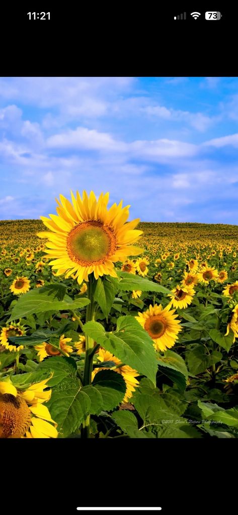 Susan V. Simeone Profile Photo