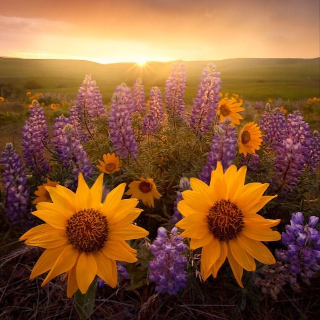 Merry Hall Profile Photo