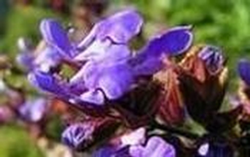 Susan Holt