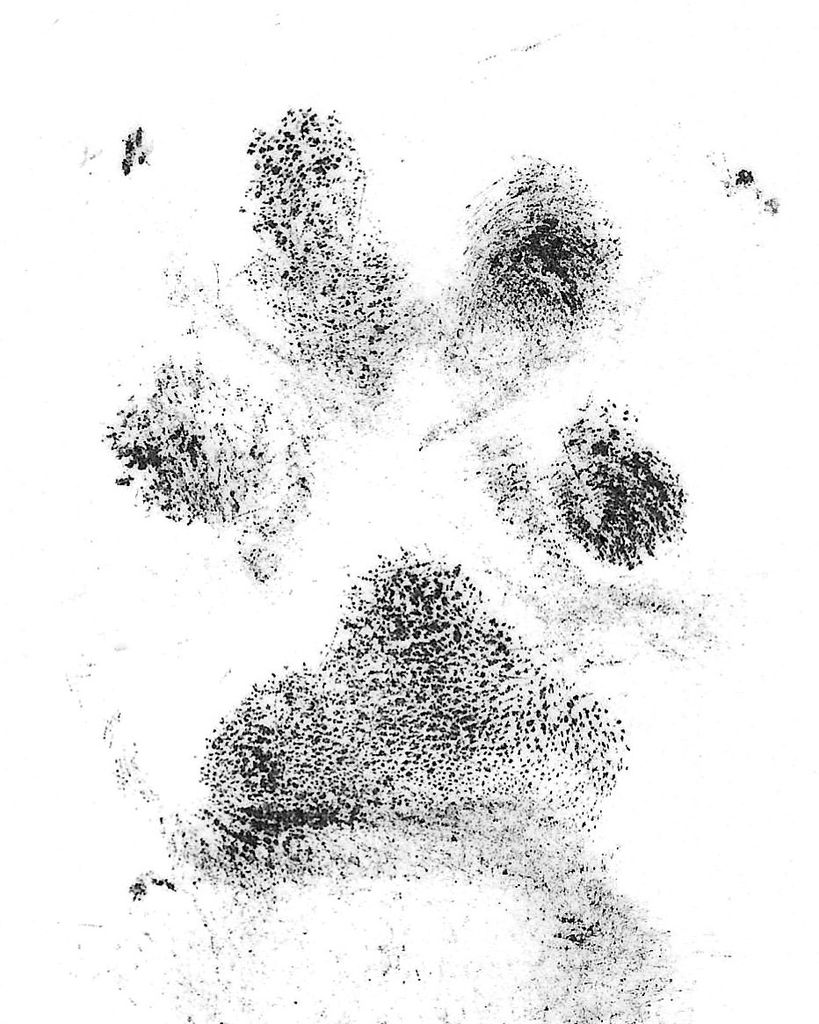 Bo Shepherd Profile Photo