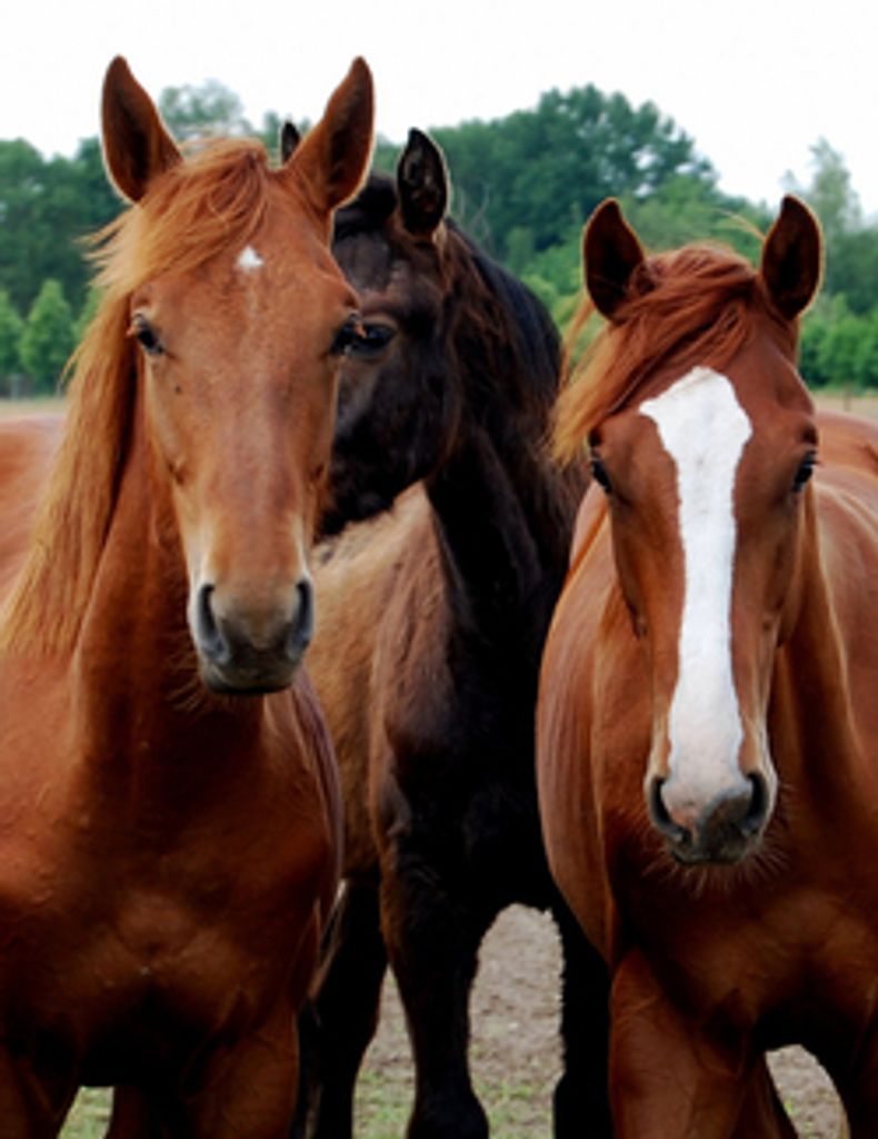 Harry Andrew Thomsen, Jr.