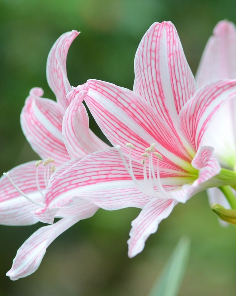 Theresa Ann Garrett Profile Photo