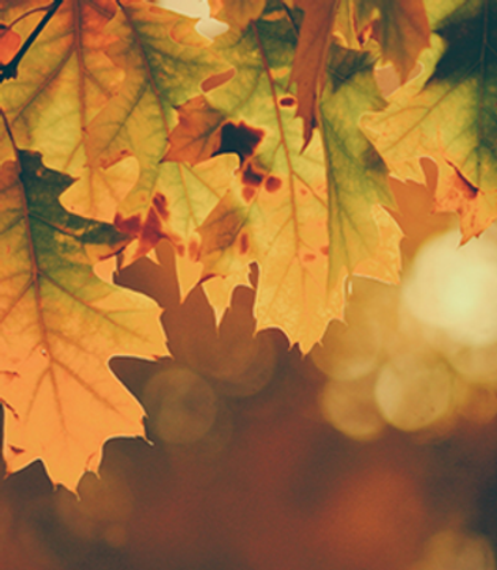 Pauline Evelyn Spangler Profile Photo