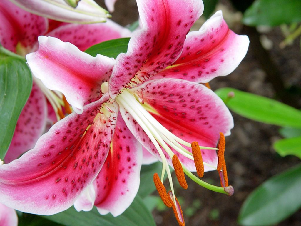 Agnes Gretchen Skladany Profile Photo