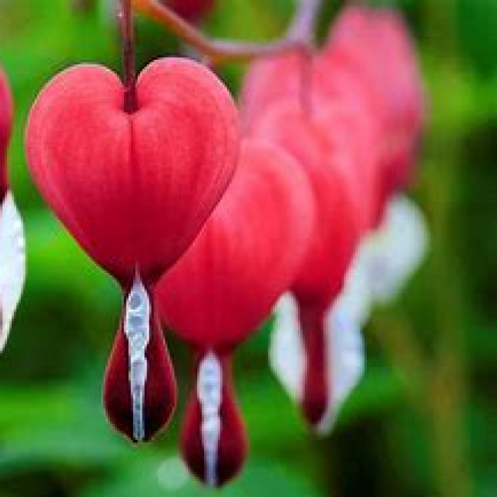 Dawn Renee Wentworth Profile Photo