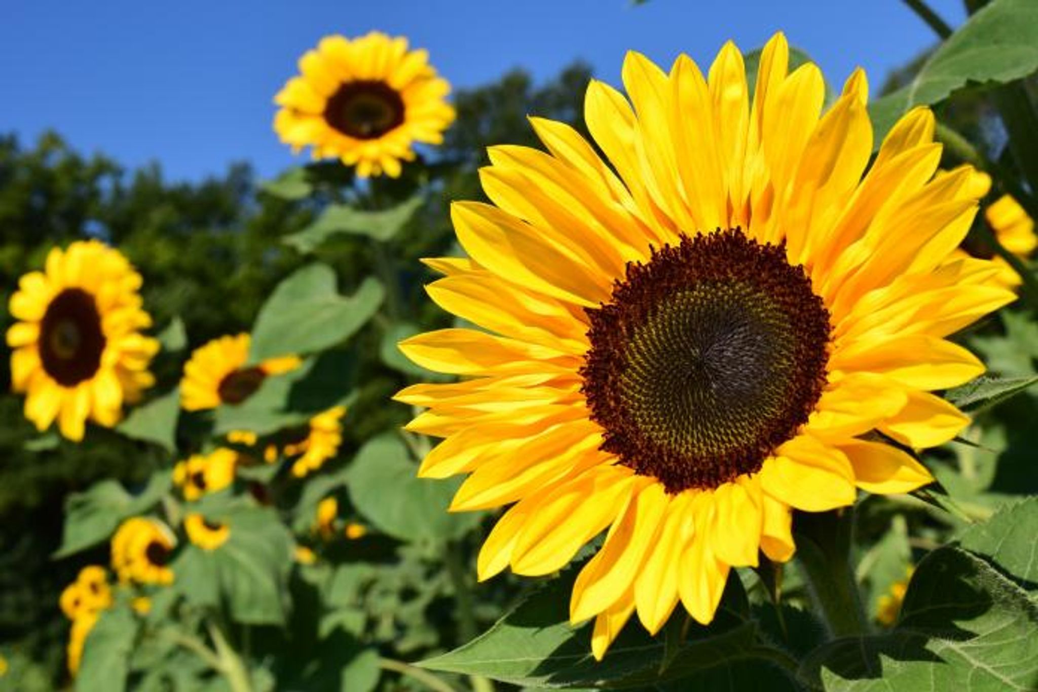 Cover photo for Judith L. Brown's Obituary