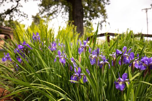Henry Michael Sweeney Profile Photo