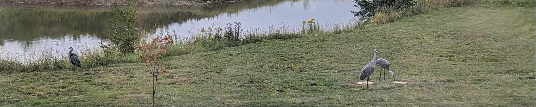 Cover photo for Patricia Ann Cox's Obituary