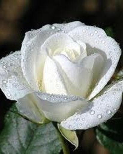 Jill O'Quin '53''s obituary image