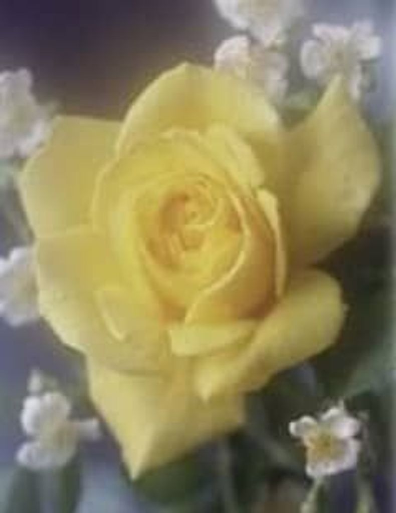 Sally Morton