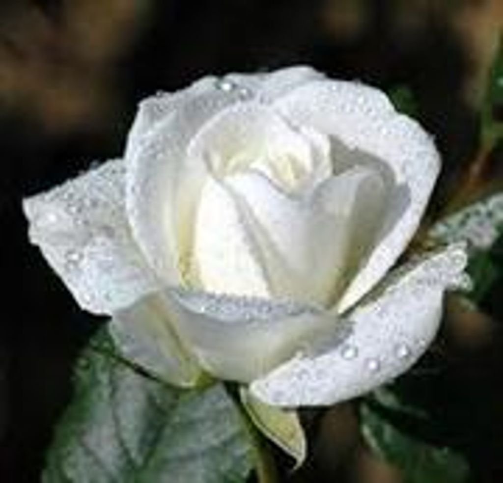 Elizabeth Marie (Razis) Empey