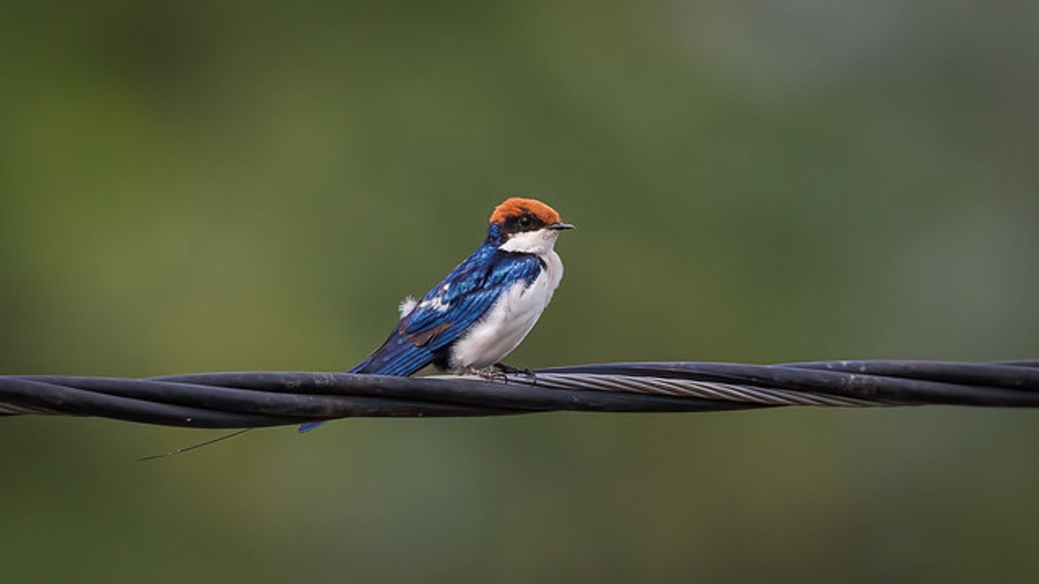 Cover for Richard Brewster Knowlton's Obituary