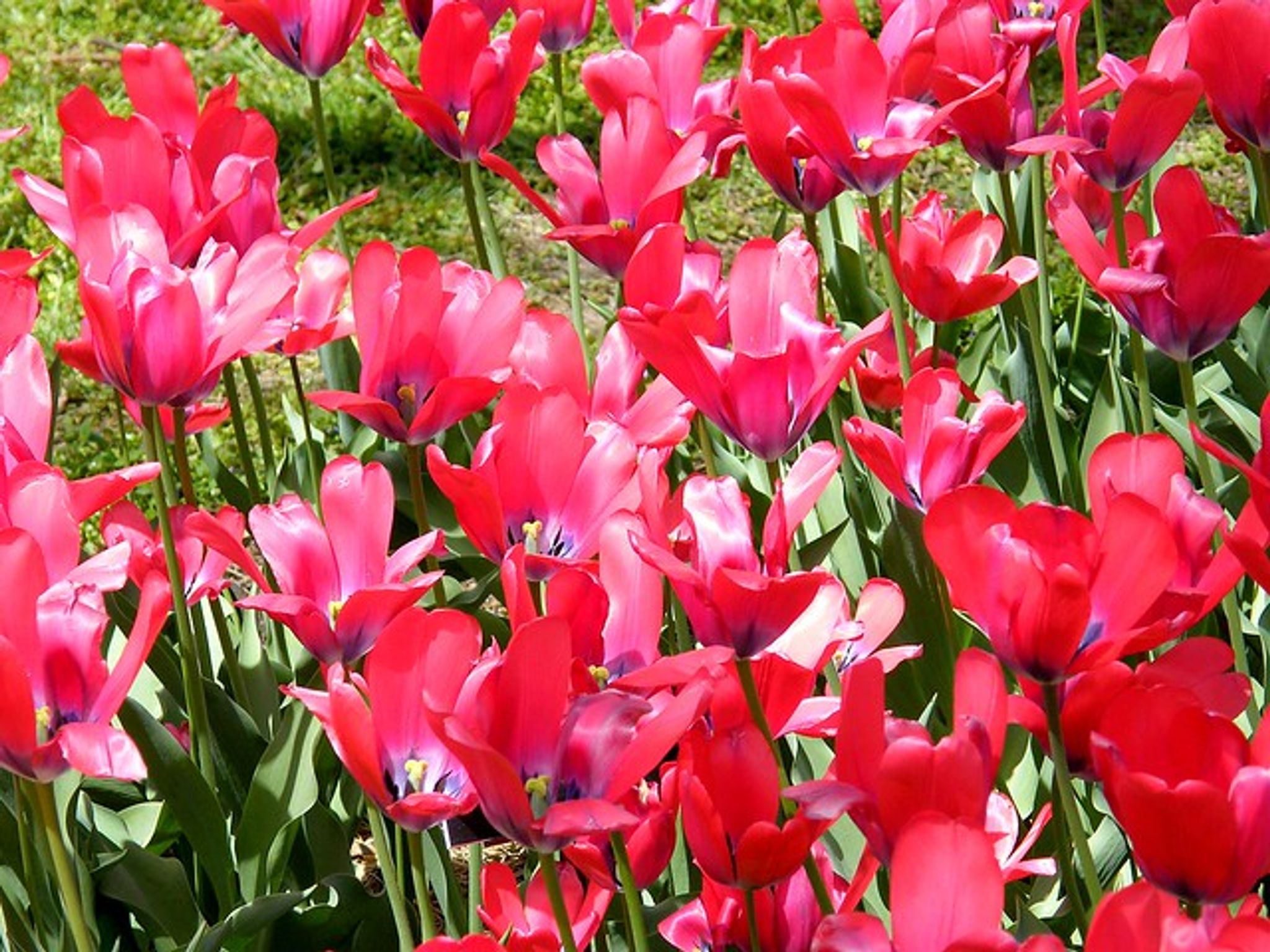 Cover photo for Darlyne Louise Sauer Erisman's Obituary