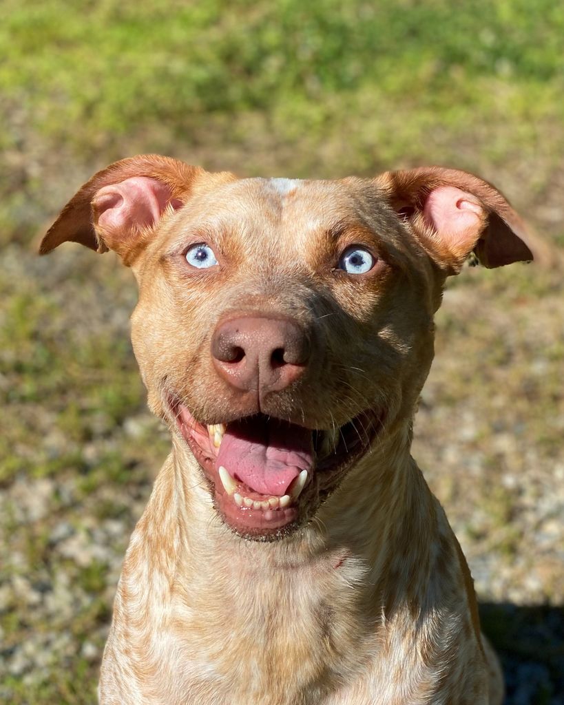 Wrigley Laughlin Profile Photo