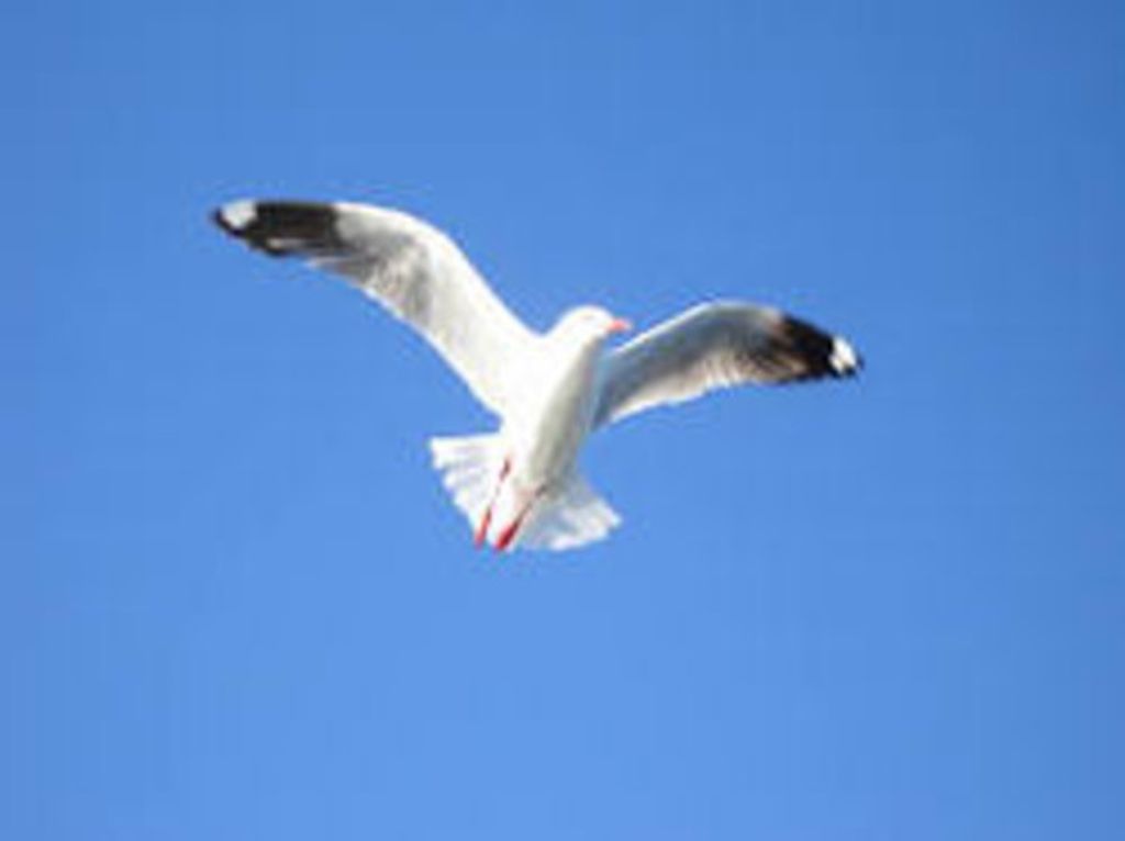 Dr. Thomas John Mastromonaco