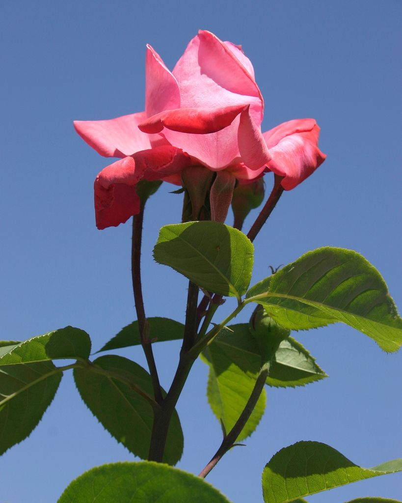 Maria L. Guzman Profile Photo