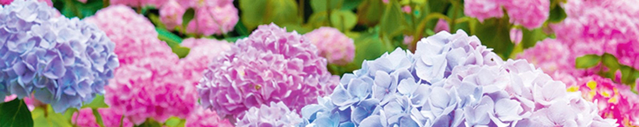 Cover for Maria Estrela's Obituary