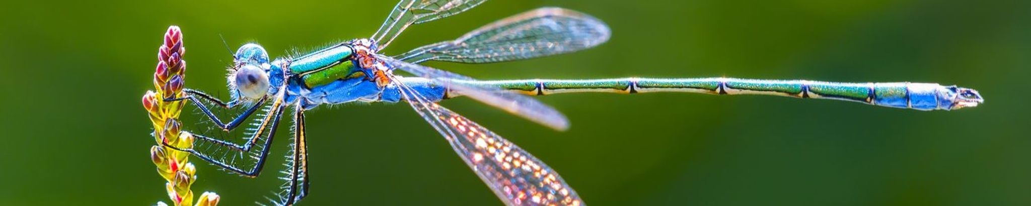 Cover for Janelle Saville-O'Mara's Obituary