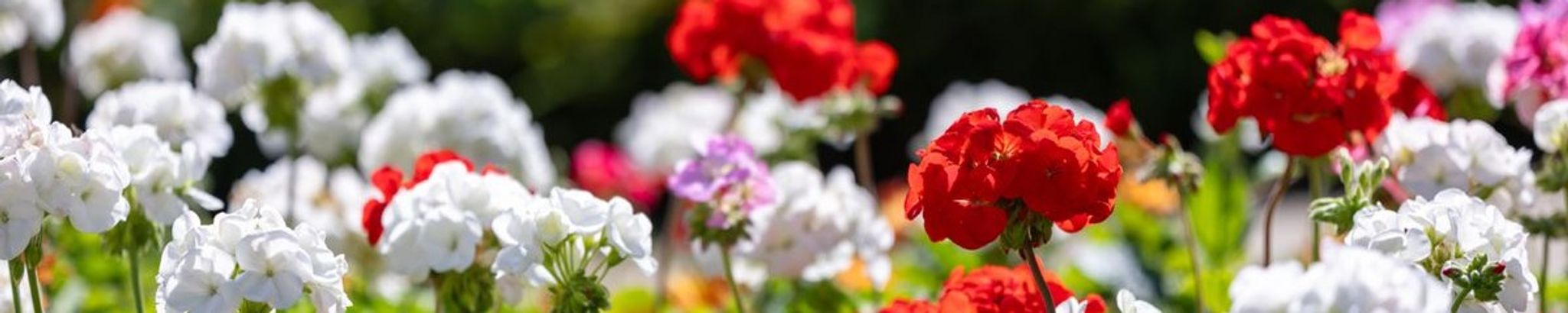 Cover for Sybil Brown Sanderford Dodson's Obituary