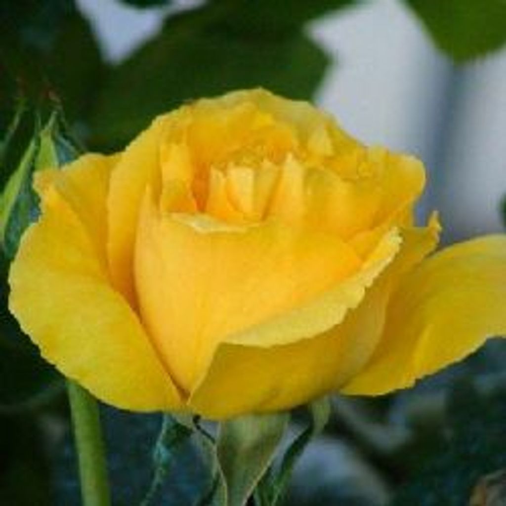 Catherine Murray