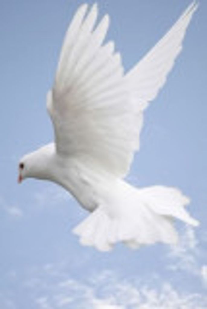 Shirley Morrill Profile Photo