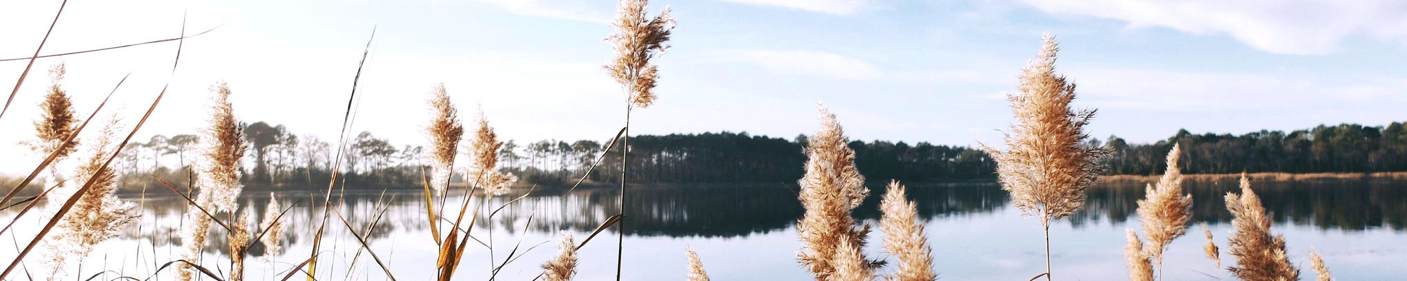 Cover for Anna Lee Scott's Obituary